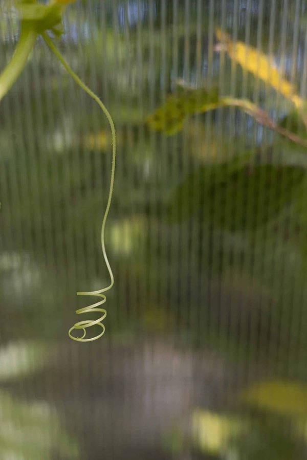 Est-il possible d'adapter une voiture classique pour une utilisation en rallye amateur ?